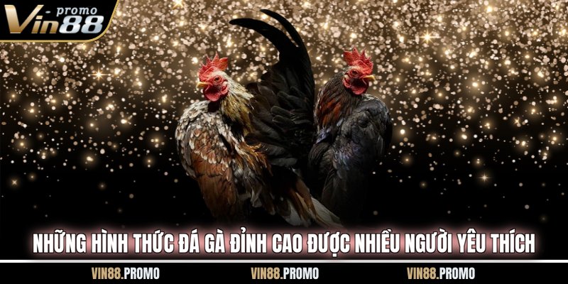 Những hình thức đá gà đỉnh cao được nhiều người yêu thích